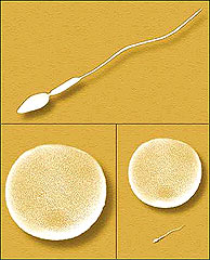 יחסי גודל בין תא זרע לביצית
